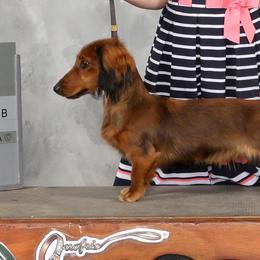 Dachshunds from Foley Dachshunds