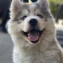 Siberian Huskies from Country Roads Huskies