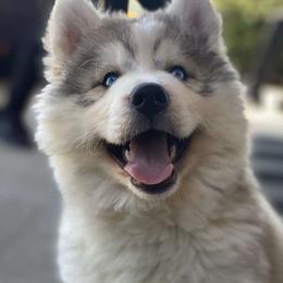 Siberian Huskies from Country Roads Huskies