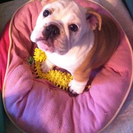 Bulldog Puppies from Peggy Gieselman