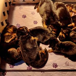 German Shepherd Puppies from Ewig Krieger Kennels