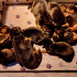 German Shepherd Puppies from Ewig Krieger Kennels