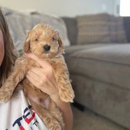 Maltipoo Puppies from Piper N Penny
