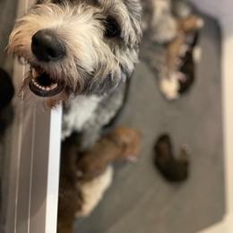 Nessie - Bernedoodle