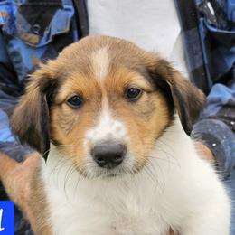 Ashgrove General Washington - Sable and white male Old Time Scotch Collie puppy in Berlin, Wisconsin from Ashgrove Farm