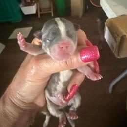 Cloud - Blue and white male Chihuahua puppy in Dime Box, Texas from Color Me Crazy Chihuahuas