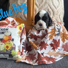 Blue collar boy - Black and white male Cocker Spaniel puppy in Boca Raton, Florida from Gold-Coast Cockers