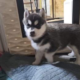 Siberian Husky Puppies from Spirit of the Moon Siberians