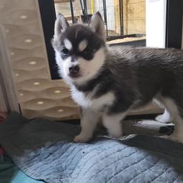 Siberian Husky Puppies from Spirit of the Moon Siberians