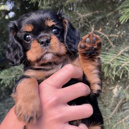 Cavalier King Charles Spaniel Puppies from Ruby’s puppies