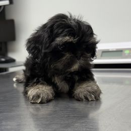 Waffles - Black and tan male Shih Tzu puppy in Selma, California from JAB