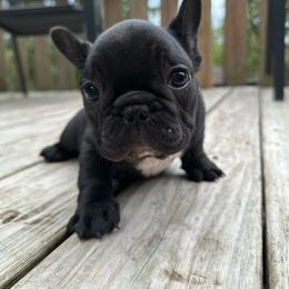 Sarah (Nova) - Brindle and white female French Bulldog puppy in Greenfield, Missouri from Hope Mountain French Bulldogs