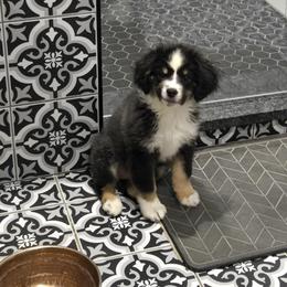Lilly - Black tri female Miniature American Shepherd puppy in Delta, Ohio from Sunrise Miniature American Shepherds