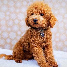 Cavapoos and Poodles from Puppy Buddy USA