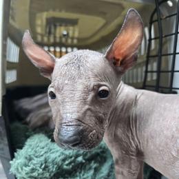 Boy 2 - Black male Xoloitzcuintli puppy in Ethridge, Tennessee from Royalty Reigns Xolos