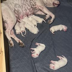 Girl 3 - White female Dogo Argentino puppy in Citra, Florida from De La Citra Dogo Argentino