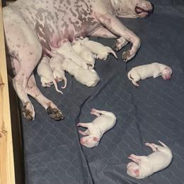 Girl 3 - White female Dogo Argentino puppy in Citra, Florida from De La Citra Dogo Argentino