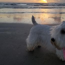 Sealyham Terriers from Ellusion's Sealyham Terriers