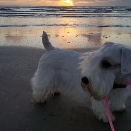 Sealyham Terriers from Ellusion's Sealyham Terriers