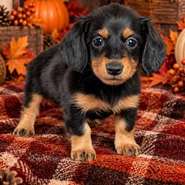 Raven - Black and tan female Dachshund puppy in Fultonville, New York from Sandy Aussies, Mini Dachshunds & Pomeranians