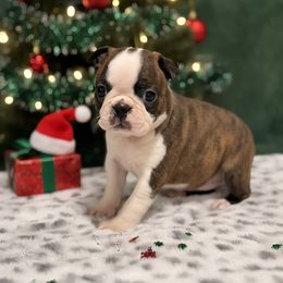 Brindle female - Black brindle and white female Boston Terrier puppy in Madera Acres, California from Muggin Bostons Terriers and Mini Dachshund