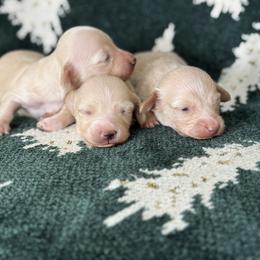 Chantilly - Cream female Dachshund puppy in Mc Donough, Georgia from Hot Diggity Doxies