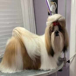 Airy - Shih Tzu