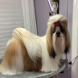 Airy - Shih Tzu