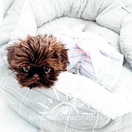 Shih Tzu Puppies from Arizona Sunrise Shih Tzus