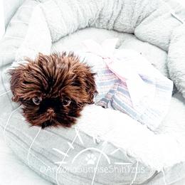 Shih Tzu Puppies from Arizona Sunrise Shih Tzus