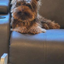 AKC Kobe - Chocolate and tan male Yorkshire Terrier puppy in West Enfield, Maine from GRIFFEY'S SPA AND KENNEL