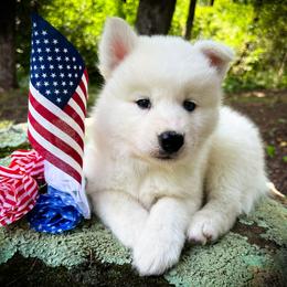 Luca - White male Siberian Husky puppy in Union Grove, Alabama from Southern Siberian Life