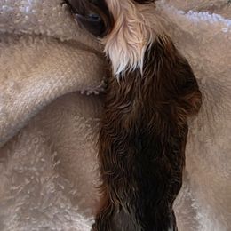 Russet - Sable and white male Shetland Sheepdog puppy in Seminole, Oklahoma from Symphony Shelties