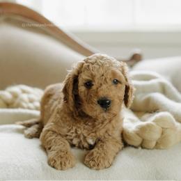 Mike - Red  male Goldendoodle puppy in Hiddenite, North Carolina from Rose and Reid Doodles