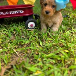 Simea - female Cavapoochon puppy in Bullard, Texas from Cavapoochon Central LLC