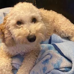 Bruno - Poodle