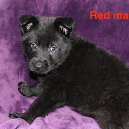 Red collar - Black male German Shepherd puppy in Ann Arbor, Michigan from Von Der Havier German Shepherds