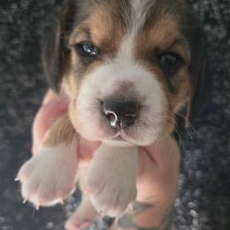 Jigglypuff - Black fawn and white female Beagle puppy in Brockway, Pennsylvania from Sugar Hill Hounds