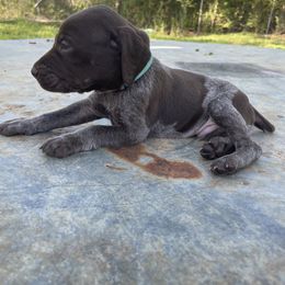 Puppy 1 - Liver and white German Shorthaired Pointer puppy in Pollok, Texas from Rockin’ Lazy 8