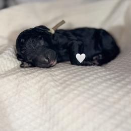 Caspian - Black male Poodle puppy in Detroit Lakes, Minnesota from Pickerel Pups