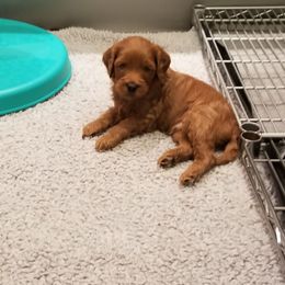 Australian Labradoodle Puppies from Deer Pines Labradoodles, LLC