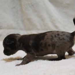 Sophia - Blue merle female Chihuahua puppy in Willamina, Oregon from Cherished Chihuahuas
