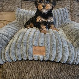 Poodle, Yorkipoo, and Yorkshire Terrier Puppies from Sonshine Yorkies