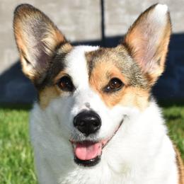 Koko - Pembroke Welsh Corgi