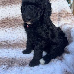 Red collar - Black female Poodle puppy in Bakersfield, California from Lucky 7 Litter