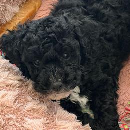 Girl 4 - Black female Poodle puppy in Orlando, Florida from Florida Miniature Poodles