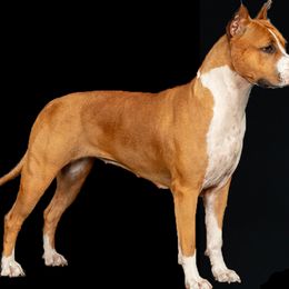 American Staffordshire Terriers from Bold & Beautiful Amstaffs