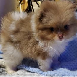 Pomeranian Puppies from Bluebonnet Pomeranians