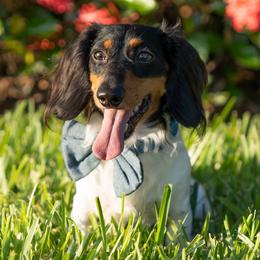 Stanley - Dachshund