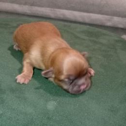 Amy 5 - Chocolate female Shih Tzu puppy in Grand Prairie, Texas from R&R Shih-Tzus & Stud Services